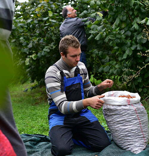 prikupljanje-lesnika