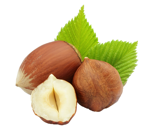 sirovi-lesnik-vektor