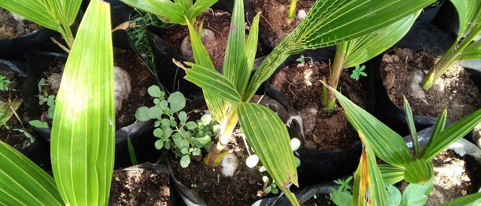 kokos-plantaze-sri-lanka