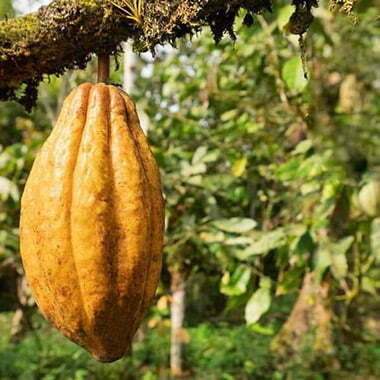 arriba-nacional-kakao