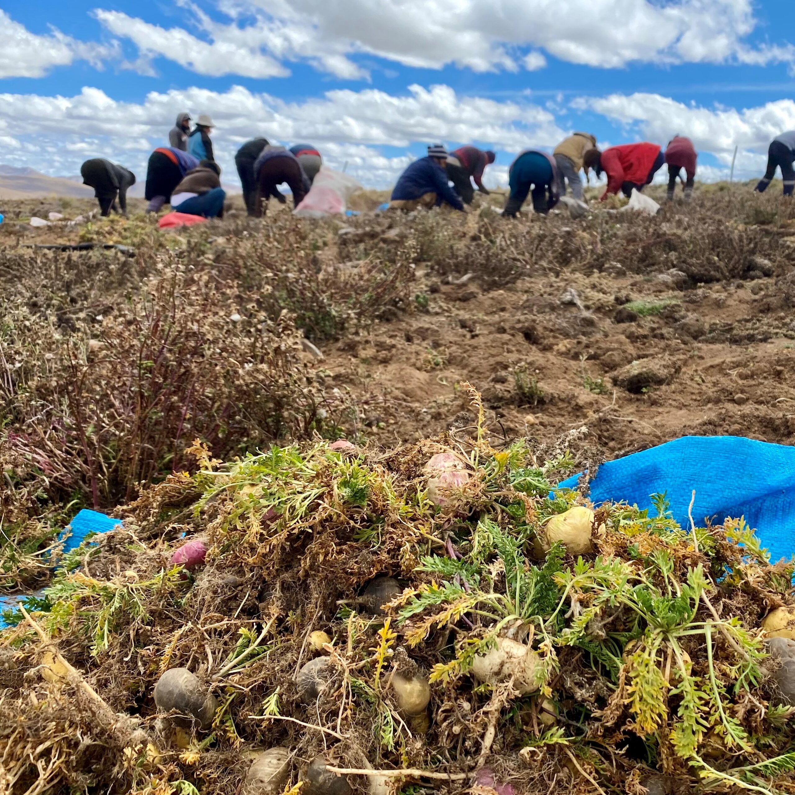 Ručna žetva i sveži plodovi Superior peruanske make na Andima 4200m