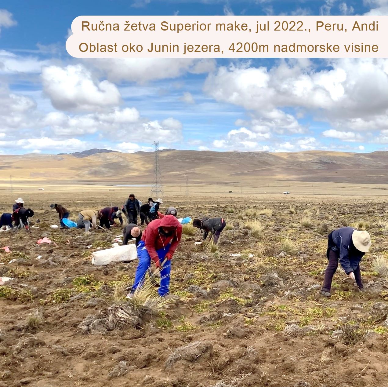 plantaze-organske-make-just-superior