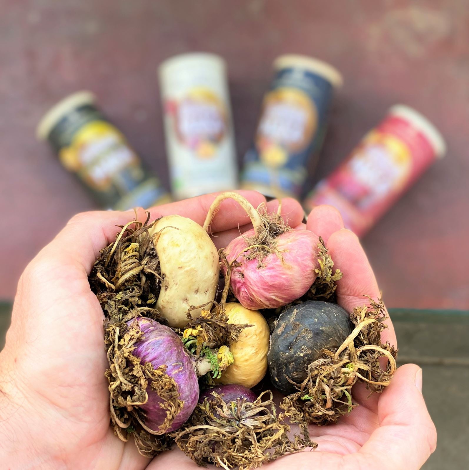 Plodovi peruanske make u ruci, u pozadini različiti superior maka proizvodi