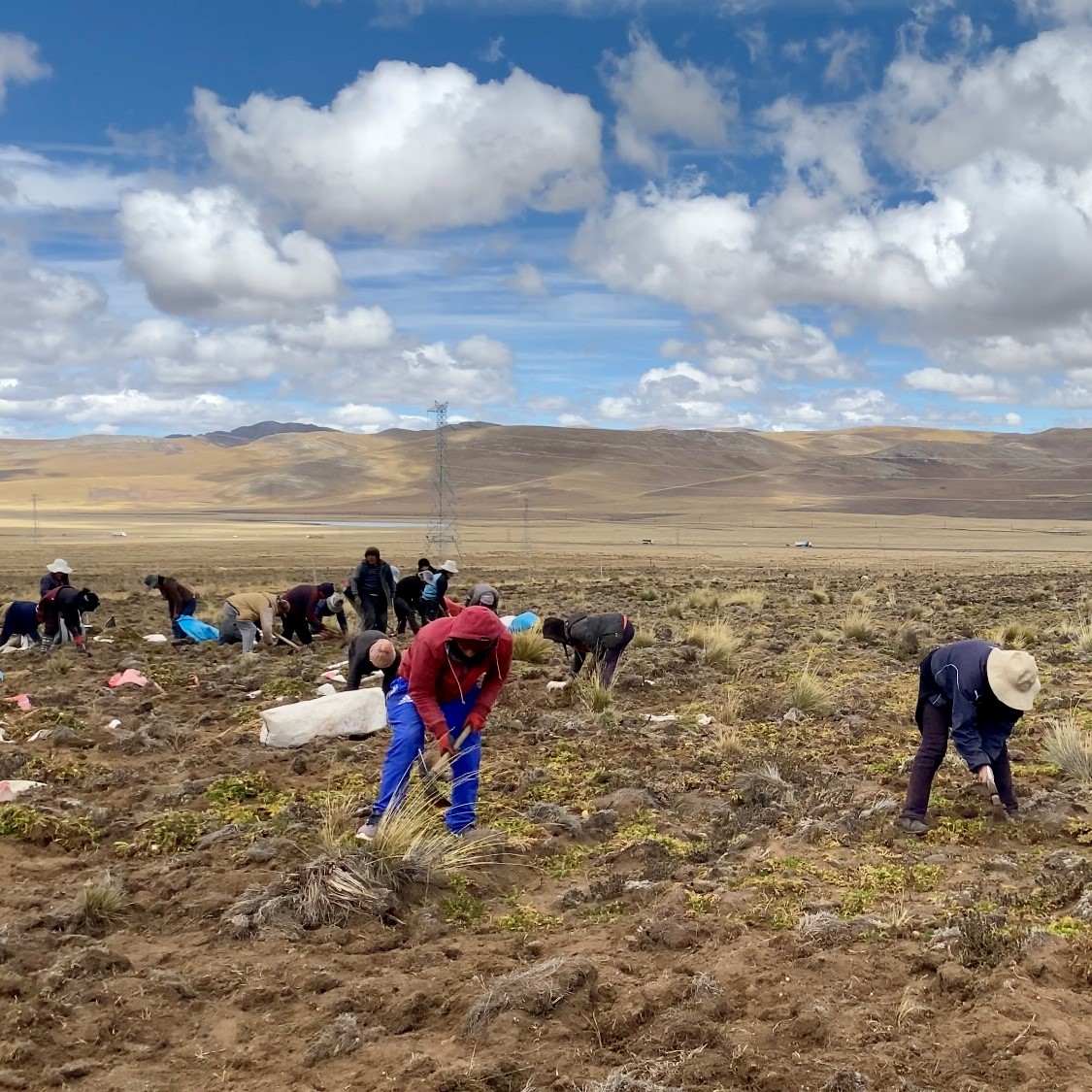 Ručna žetva Superior make na Andima na preko 4000m nadmorske visine