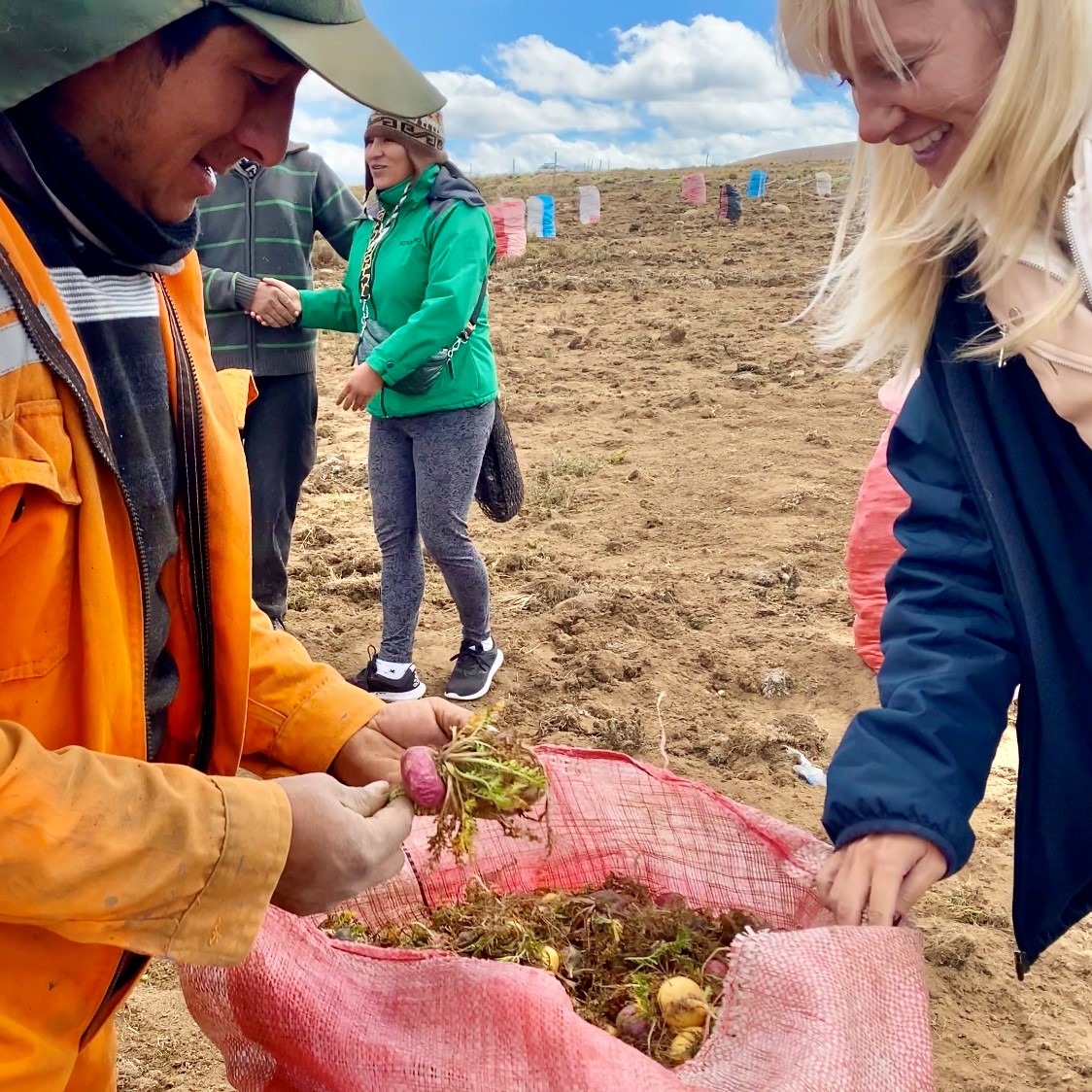 Sveže iskopani plodovi Superor make sa plantaže na Andima