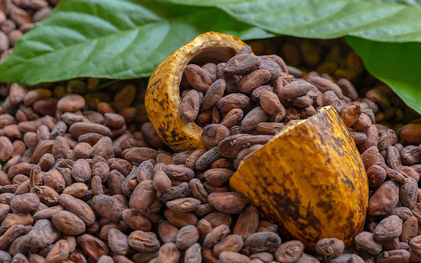 zrna kakaoa