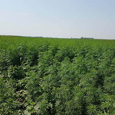 konoplja-plantaza-srbija