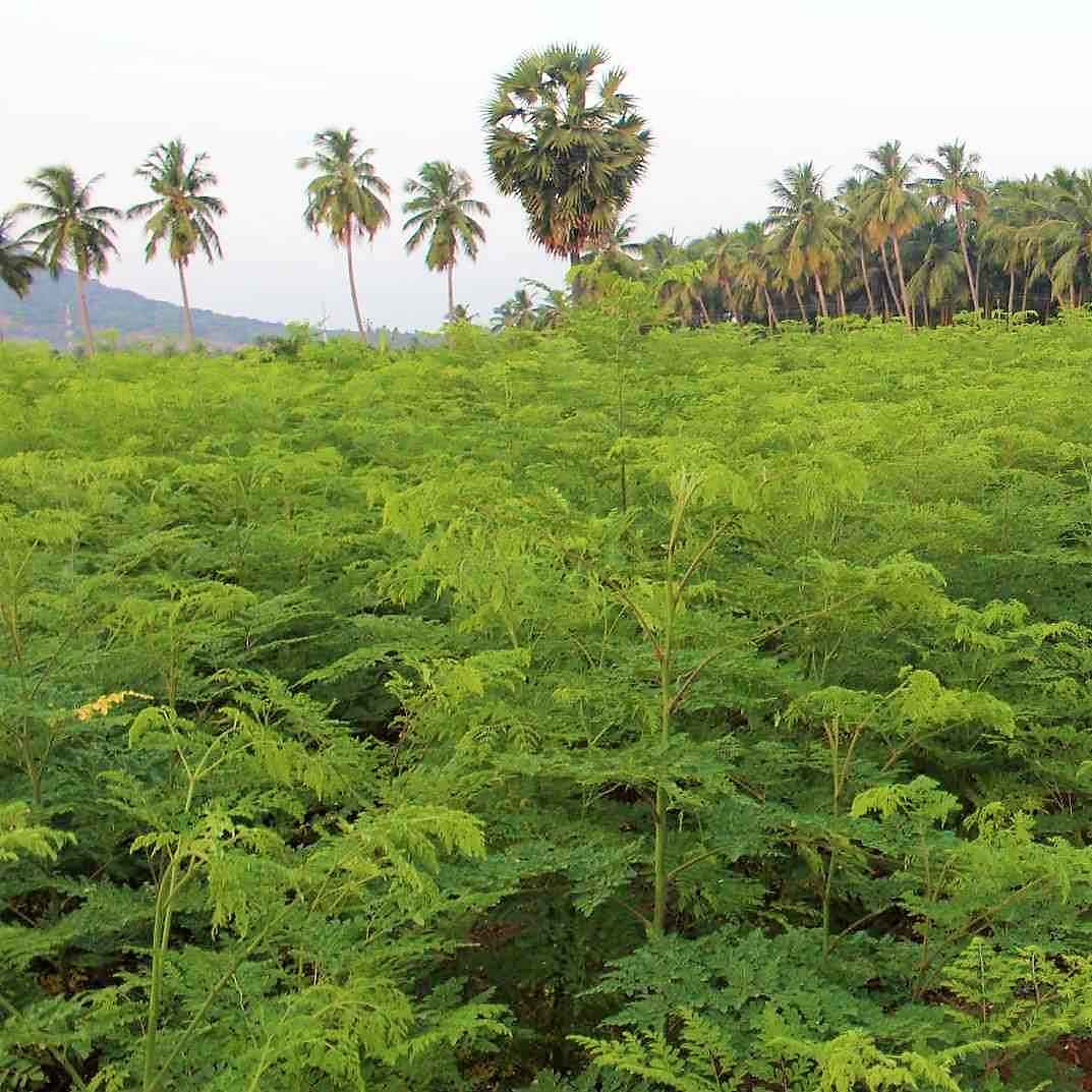 farma-indija-superior-moringa-organska 2