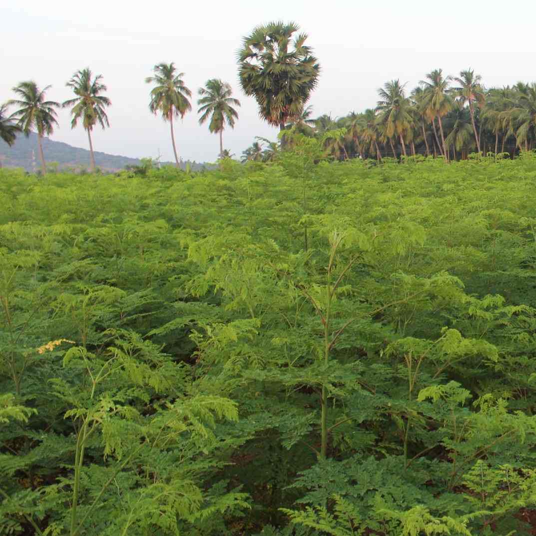 farma-indija-superior-moringa-organska (2)