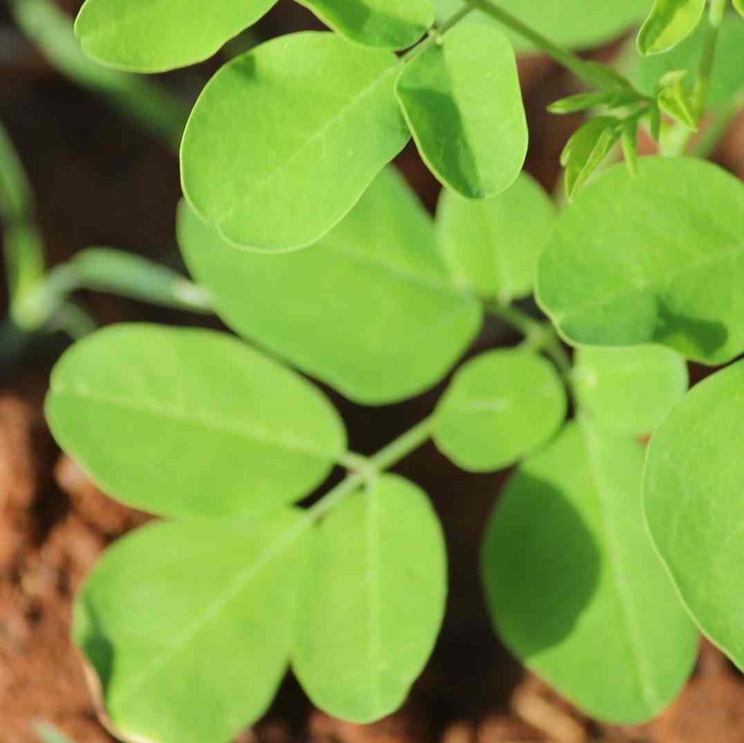 farma-indija-superior-moringa-organska (4)