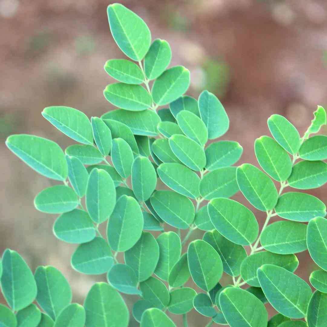 farma-indija-superior-moringa-organska (5)