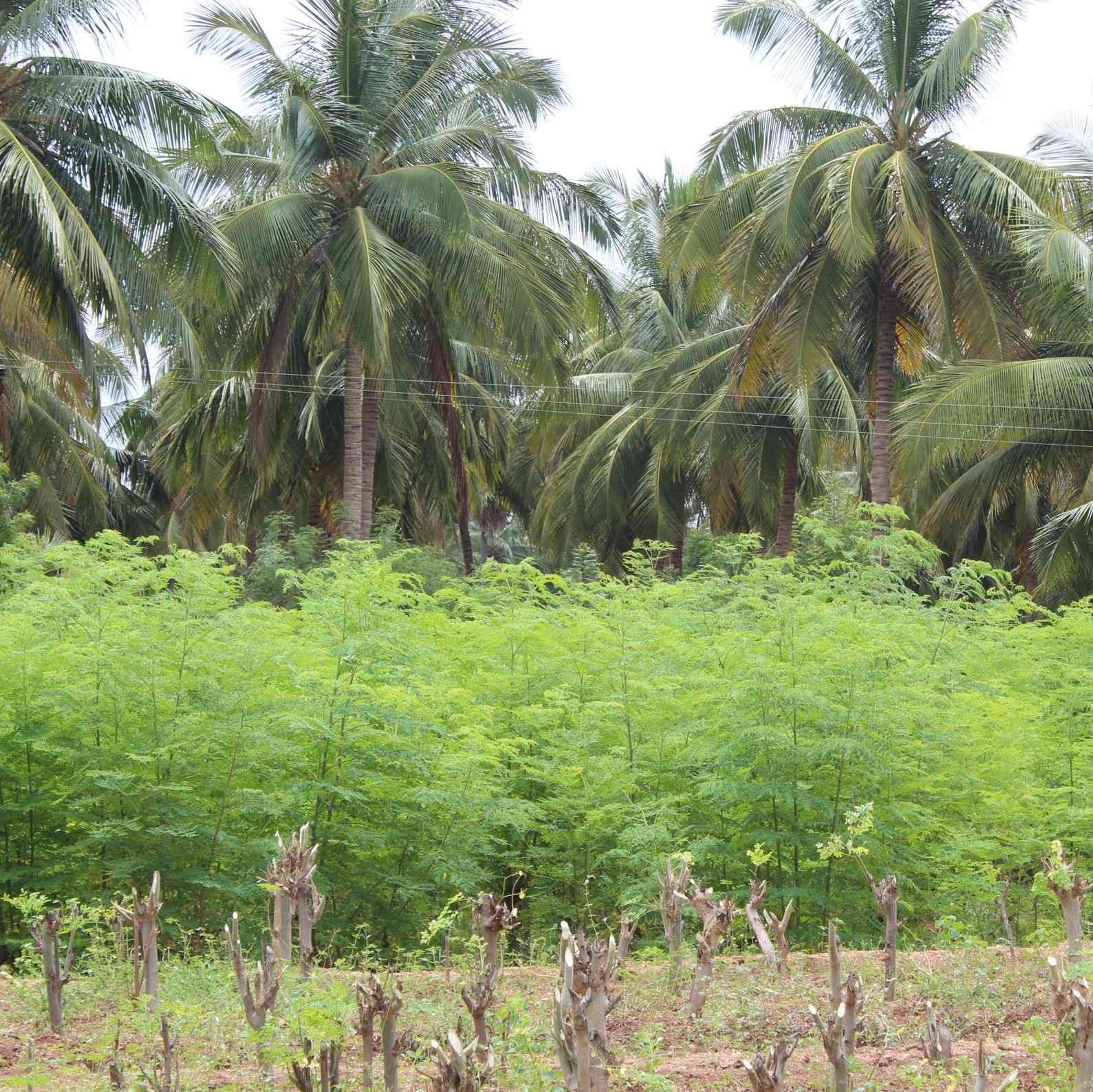 farma-indija-superior-moringa-organska