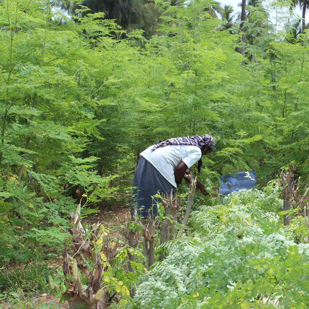 farma-indija-superior-moringa