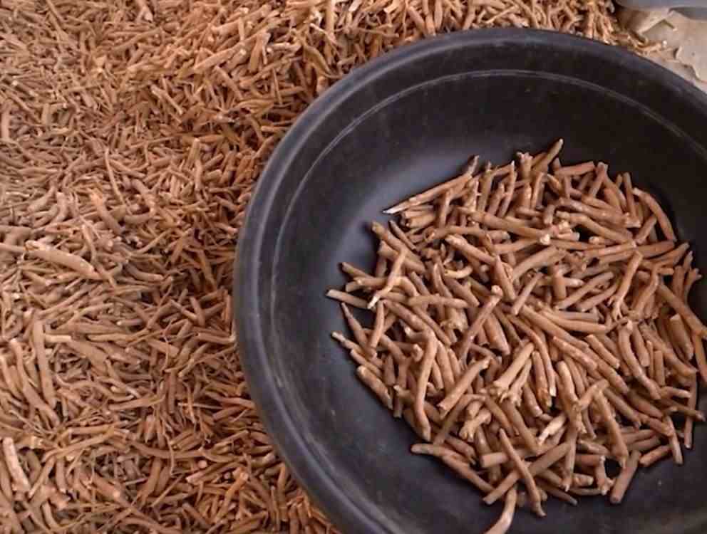 koren-klase-A-superior-KSM66-asvaganda-kapsula