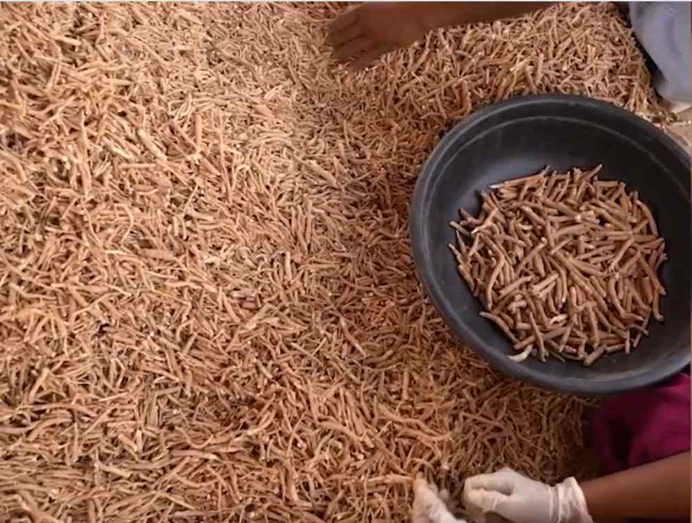 superior-KSM66-odvajanje-najkvalitetnijeg-korena-asvagande