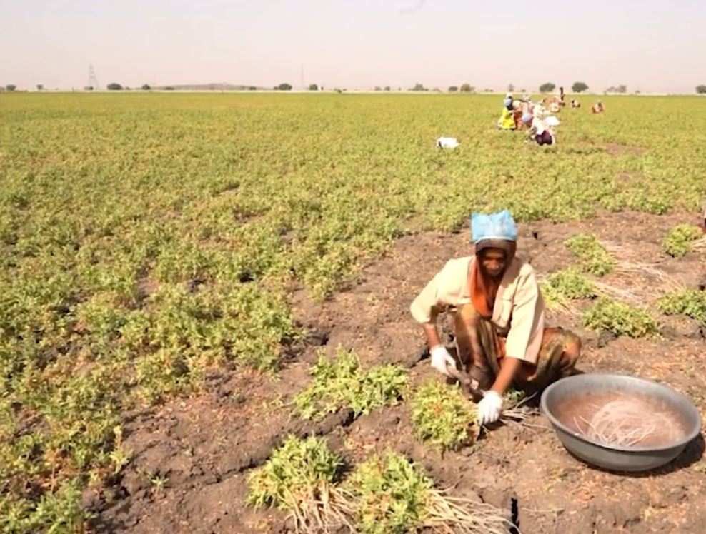 superior-KSM66-plantaze-berba1