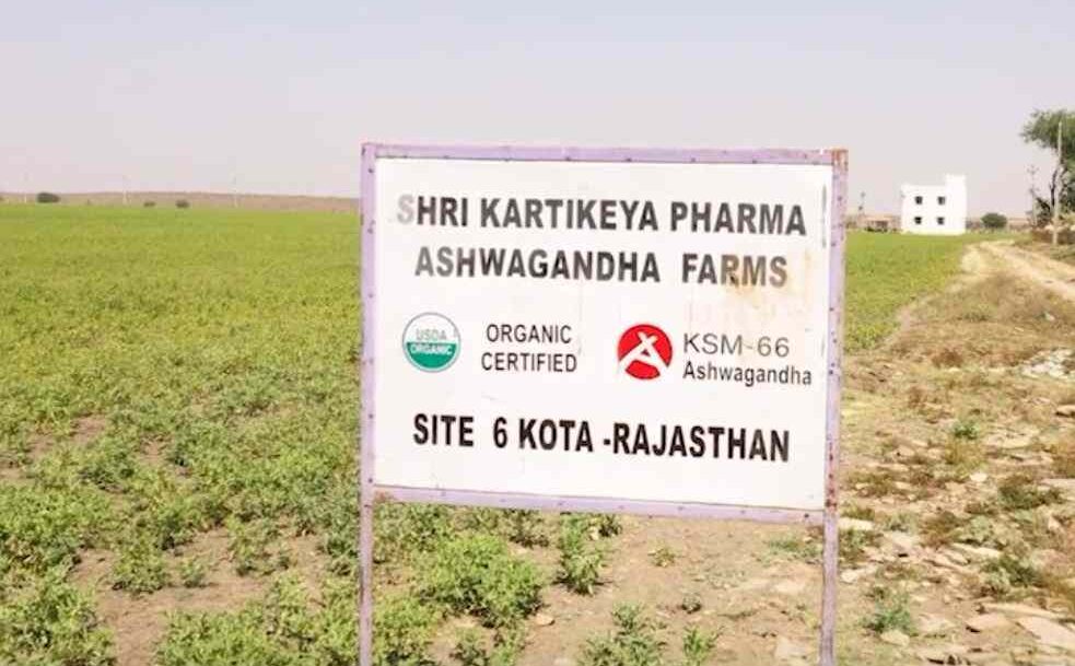 superior-KSM66-plantaze