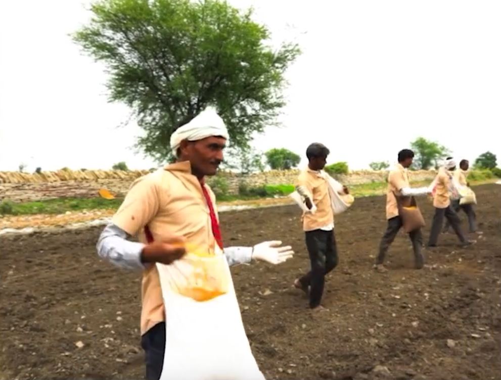 asvaganda-kaspule-superior-plantaze-sejanje-semena