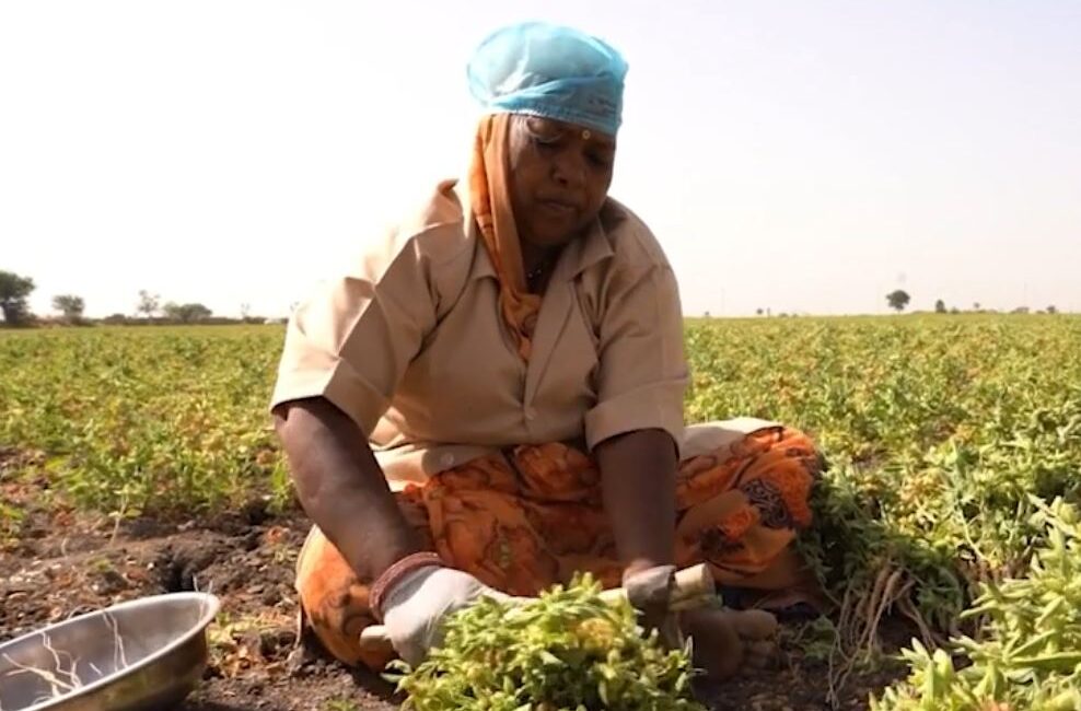 superior-KSM66-plantazeri