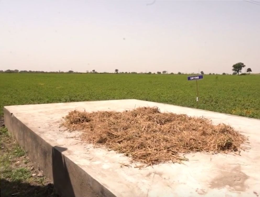 superior-KSM66-prirodno-susenje-korena